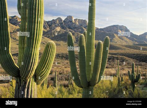 Saguaro Cacti In Catalina State Park Arizona Usa Stock Photo Alamy