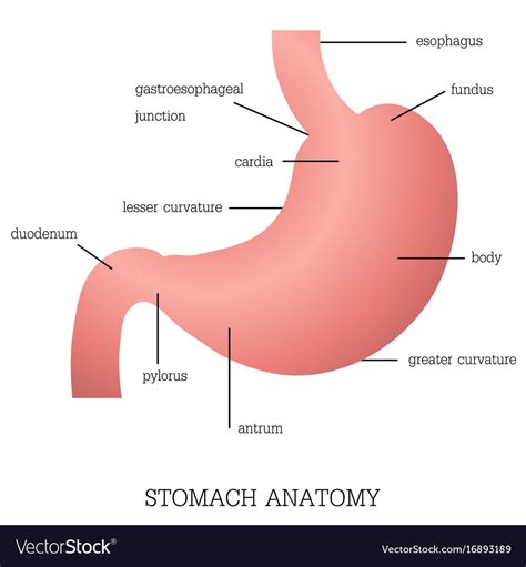 Structure And Function Of Stomach Anatomy System Vector Image