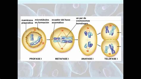 División Celular Mitosis Y Meiosis Profe Tavares 11mo Grado Parte2