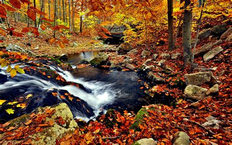 Autumn In The Forest Wallpaper Wallpaper Wide Hd