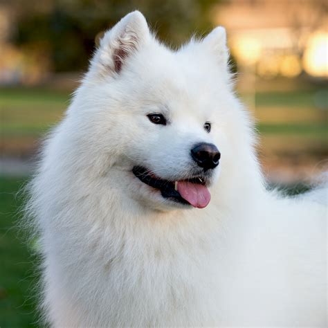 Collection 91 Pictures Images Of Samoyed Dogs Stunning