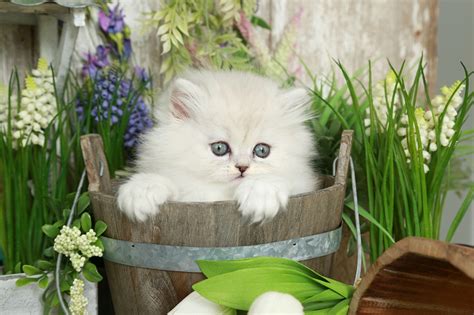 Persian kittens for sale & cats for adoption. Silver Persian KittensUltra Rare Persian Kittens For Sale ...