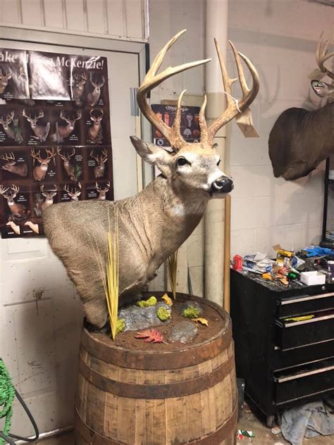 Mule Deer On Whiskey Barrel Pedestal Ubicaciondepersonascdmxgobmx