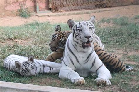 Conservation Breeding Of Tiger Nandankanan Zoological Park