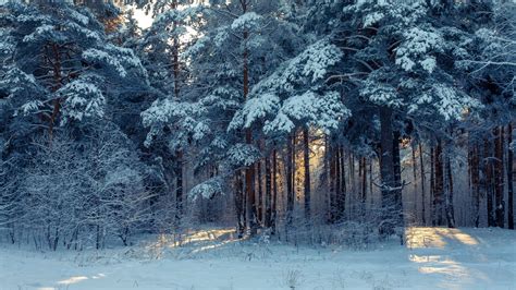 Snow Covered Trees Sunbeam Background Forest 4k Hd Nature Wallpapers