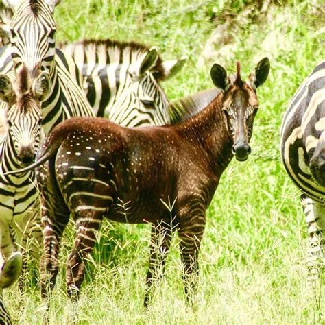 Adorably Rare Baby Zebra Was Born With Polka Dots Instead Of Stripes