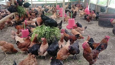 लोकल कुखुरा पालनlocal Chicken Farming Youtube