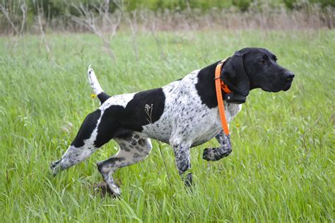 Canadian Pointer Dog Breed Information And Pictures Livelife