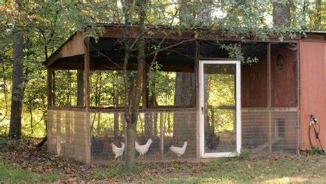 Gardening with chickens provides ample benefits to both you and them! Chicken Run Requirements | HGTV