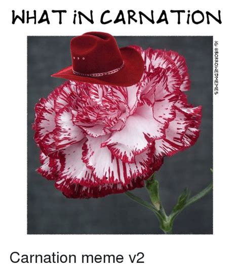 What Incarnation 0 0 Carnation Meme V2 Meme On Meme