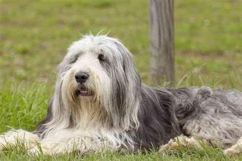 14 Best Scottish Dog Breeds