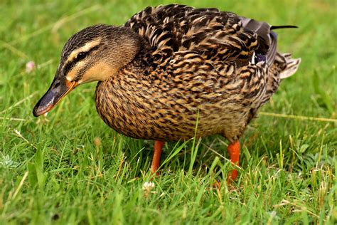 Ente — ente … dictionnaire des rimes. Die Lahme Ente - Demokratiegeschichten