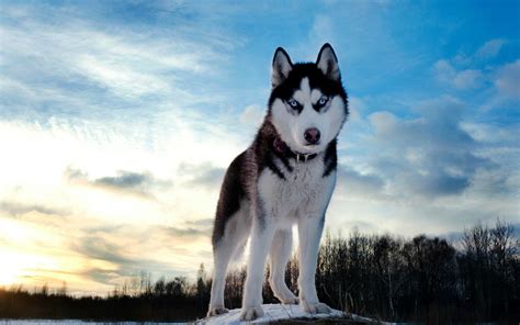 Find alaskan malamute puppies and breeders in your area and helpful alaskan malamute information. Alaskan Husky Dog Breed Information, Images ...