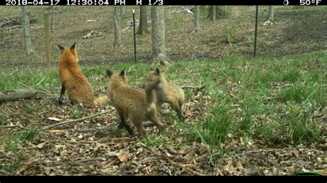Great Footage At The Red Fox Den Youtube