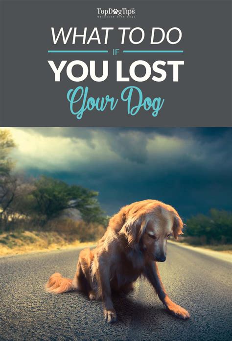 Lost Dog How To Cope With Every Dog Owners Worst Nightmare