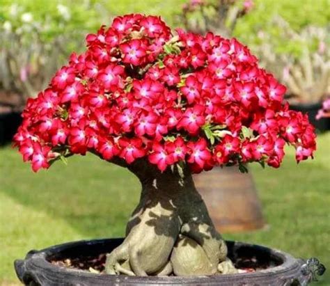 46 Adenium Bonsai Plant Care Pics Hobby Plan