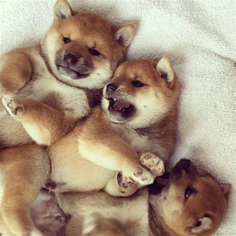 Shiba Cute Dogs Breeds Cute Dogs Cute Baby Animals