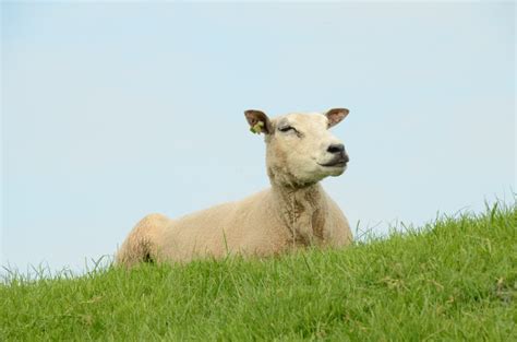 Free Images Nature Grass Field Farm Meadow Prairie Animal