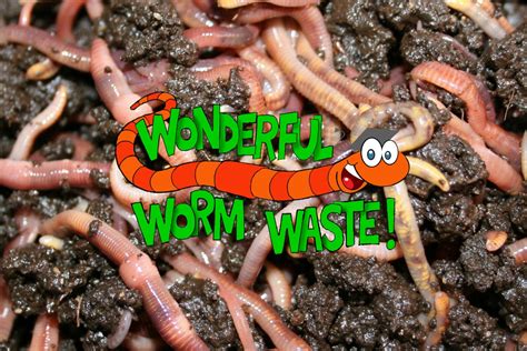 Wonderful Worm Waste Wonderful Worm Waste School Incursion Program