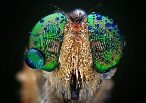 Stunning Macro Photograph Of Insect Eyes Design Swan