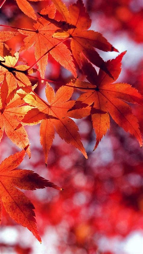 Fall Leaf Red Mountain Bokeh Iphone 5s Wallpaper Download Iphone