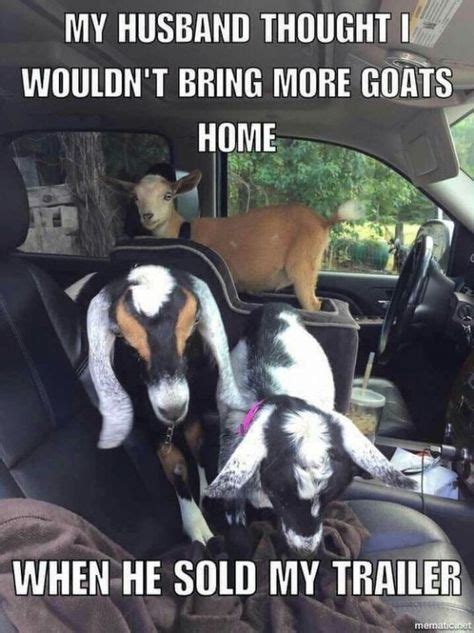 Pin By Ronet Harewood On Humoroustrue Af Goats Funny Cute Goats