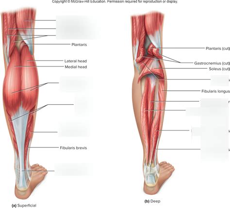 Posterior Leg Muscles Diagram Quizlet