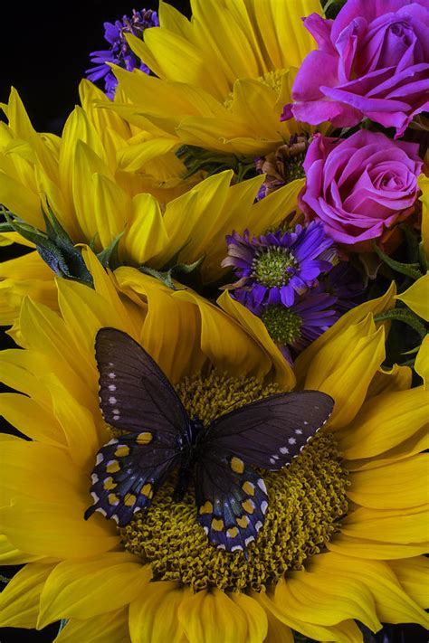 Brown Butterfly On Sunflower Photograph By Garry Gay Fine Art America