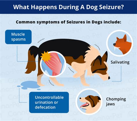 What Do Dogs Do After A Seizure