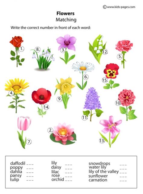 Flowers Matching Worksheet