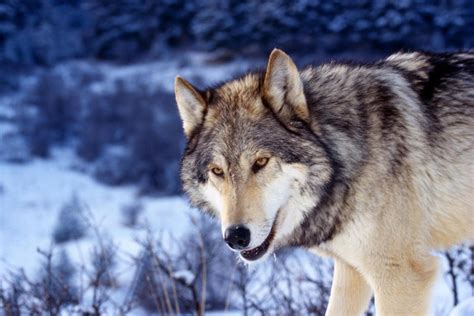 Tons of awesome wolf wallpapers 1920x1080 to download for free. Wolf Wallpapers Widescreen