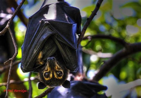 Spectacled Flying Fox Pteropus Conspicillatus A Very Larg Flickr