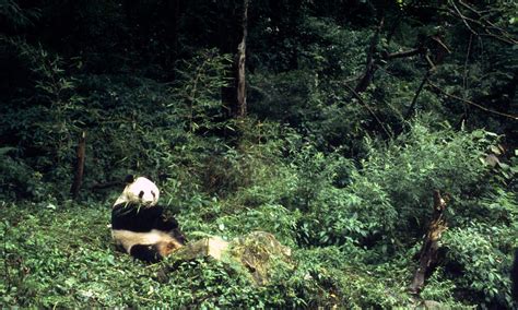 Species Spotlight Giant Panda Pages Wwf