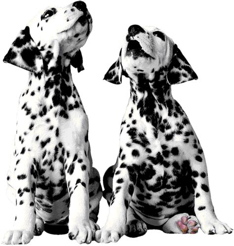 Dalmatian Print Png Free Logo Image
