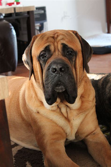 Mastiff Courageous And Good Natured English Mastiff Mastiff Dogs