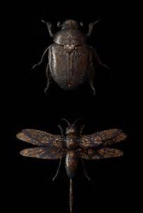 Aesthetic Sharer Zhr On Twitter Entomology Art Art Society Entomology