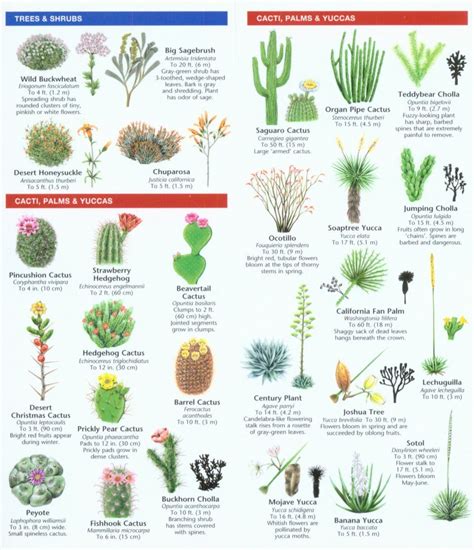 Southwestern Desert Plants A Folding Pocket Guide To Familiar Plants