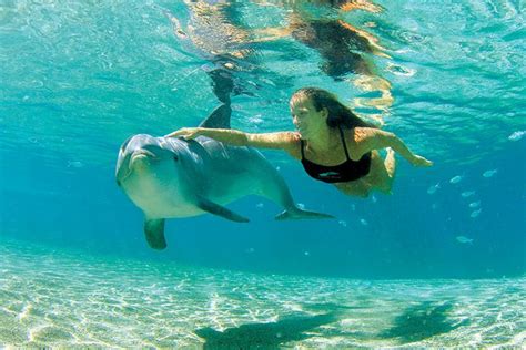 Where To Watch And Swim With Dolphins In Hawaii Oahu Beaches Dolphin