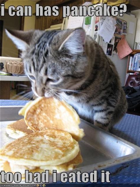 Happy National Pancake Day Pancake Cat Cats