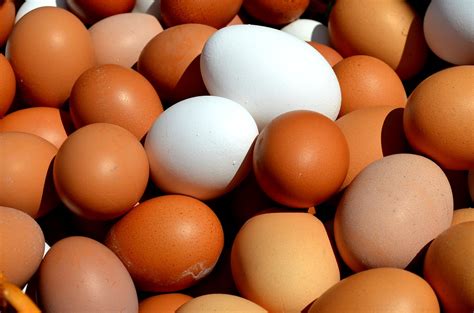 Difference Between Brown Eggs And White Eggs Pediaacom