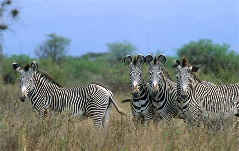 3 Days Samburu National Reserve Camping Safari Packages Tour Of