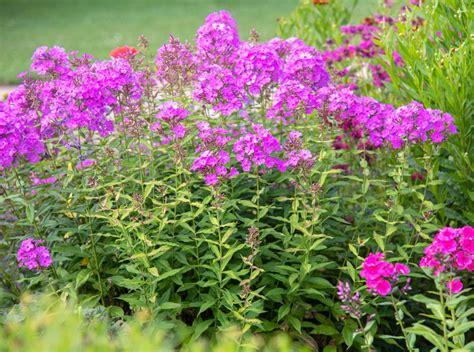 41 Fragrant Flowers To Grow In Your Garden