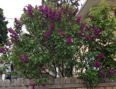Dark Purple Lilac Bush So Beautiful And Fragrant Lilac Bushes