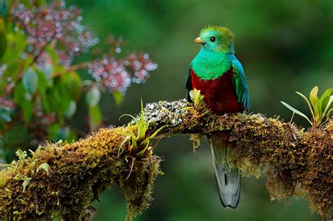 El Quetzal La Hermosa Ave Americana De Plumas Serpenteantes
