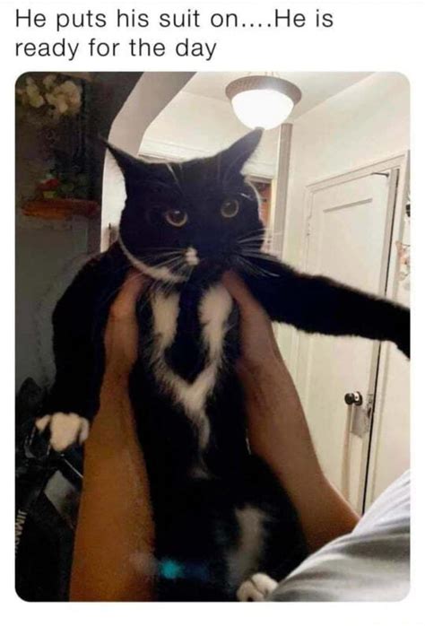 This Cat Looking Very Dapper 9gag