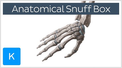 Anatomical Snuff Box Anatomy