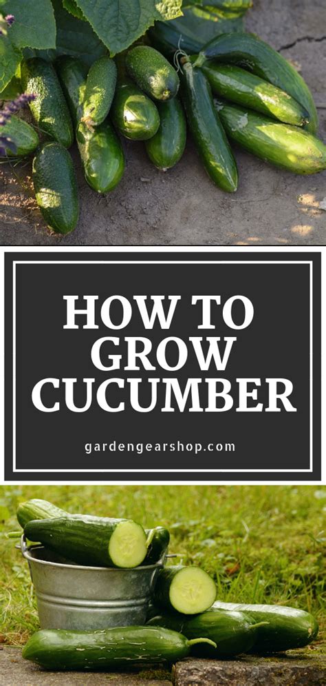 Find tips for growing and harvesting cucumber, learn about which insects and diseases commonly affect cucumber plants, and find out whether cucumbers are a fruit or a vegetable and why at. How to Grow Cucumbers at Home (Quick Tips (With images ...