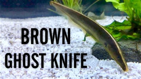 Brown Ghost Knifefish Youtube