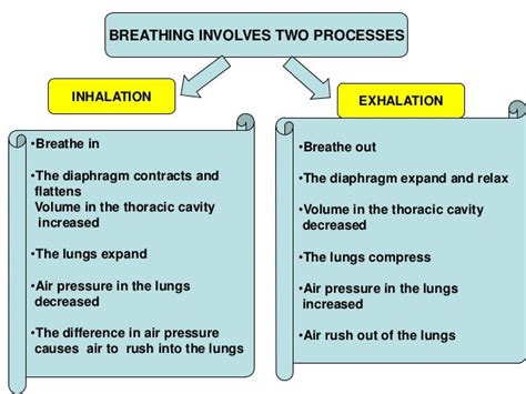 Human Breathing Mechanism 1 Ppt