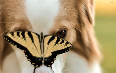 Dog Staring At A Butterfly Wallpaper Animal Wallpapers 33006